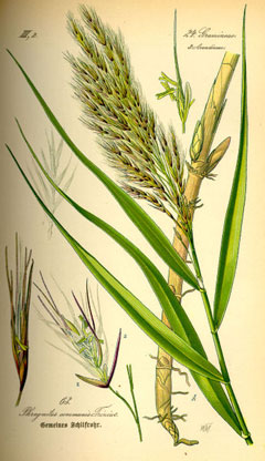 Phragmites australis..