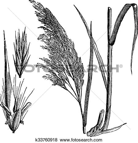 Clip Art of Common reed (Phragmites communis), vintage engraving.