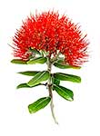 Pohutukawa Tree Clipart.