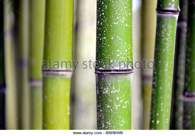 Detail Of Bamboo Stems Stock Photos & Detail Of Bamboo Stems Stock.