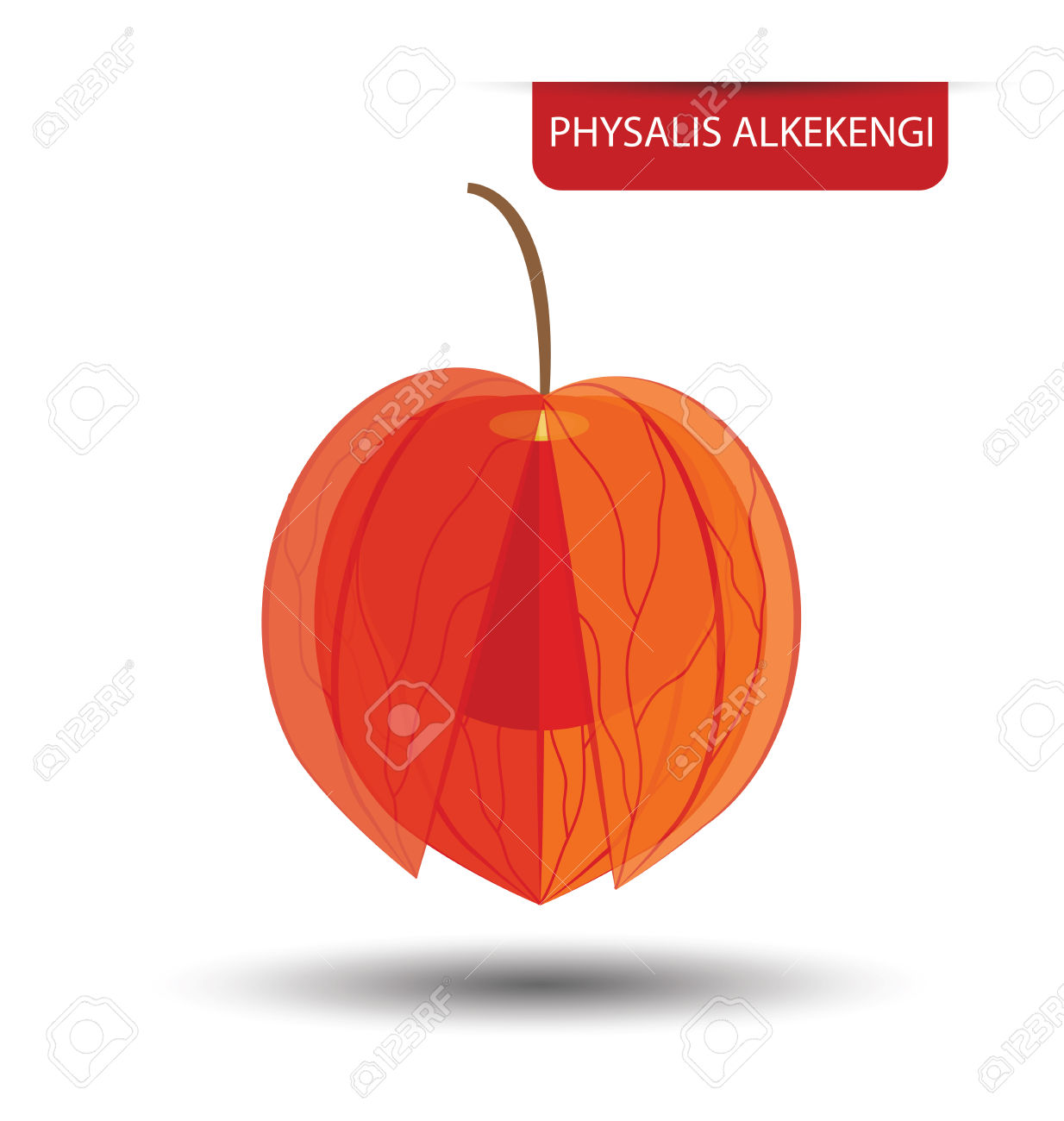 Physalis Alkekengi, Physalis Fruit Vector Illustration Royalty.