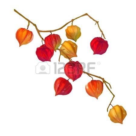 258 Berry Physalis Stock Vector Illustration And Royalty Free.