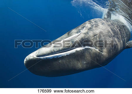 Stock Photograph of Sperm Whale (Physeter macrocephalus, Physeter.