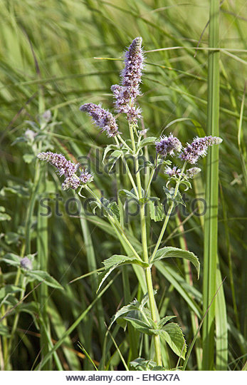 Flowering Pla Stock Photos & Flowering Pla Stock Images.