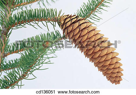Stock Photography of Norway Spruce (Picea abies) cd136051.