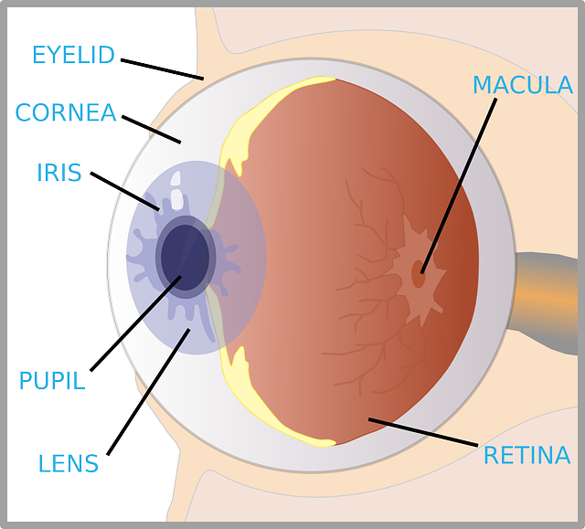 Picture Front Of The Eye Without Labels Clipart 20 Free Cliparts 