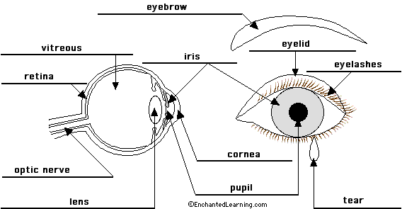 Picture Front Of The Eye Without Labels Clipart.