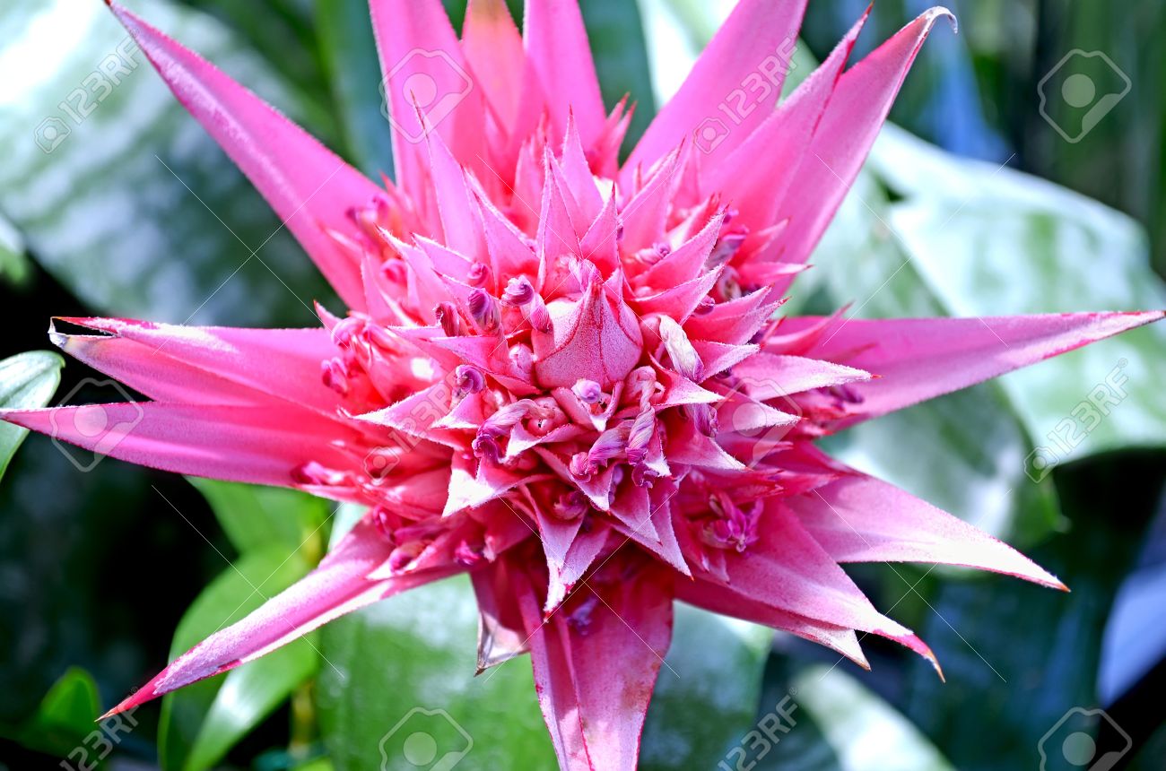 pictures of beautiful exotic flowers 15