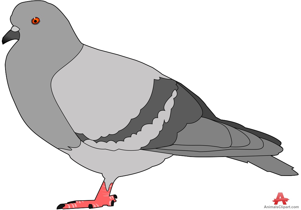 Pigeon clipart.