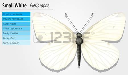 86 Pieris Cliparts, Stock Vector And Royalty Free Pieris Illustrations.
