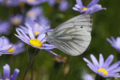Green Veined White Butterfly (Pieris Napi) Royalty Free Stock.