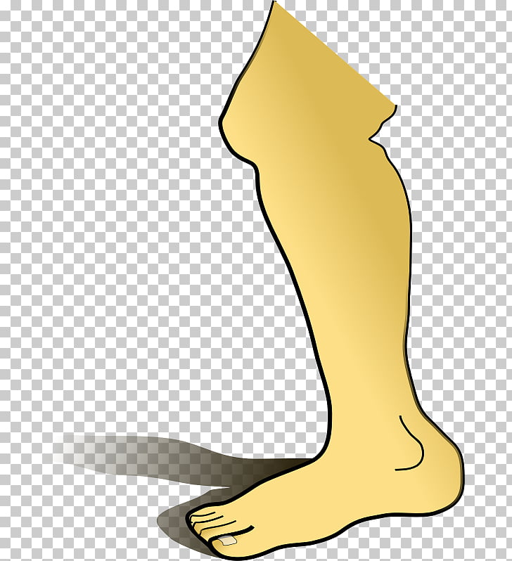 Pierna humana cuerpo humano, piernas PNG Clipart.