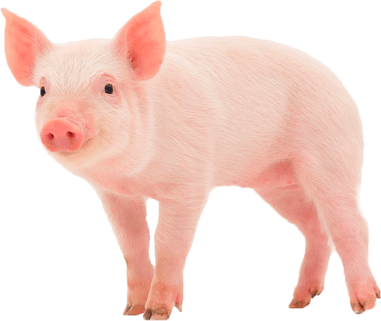 Pig Png 10 Free Cliparts Download Images On Clipground 2021