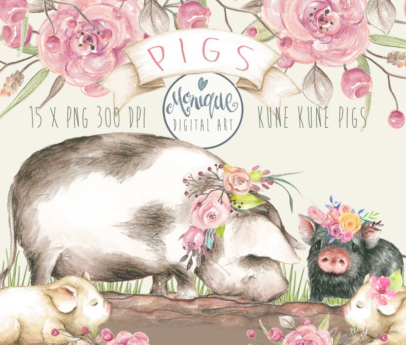 Pig Clipart,Pigs Watercolor,Cute Pigs,Kune Kune Pigs,hand.