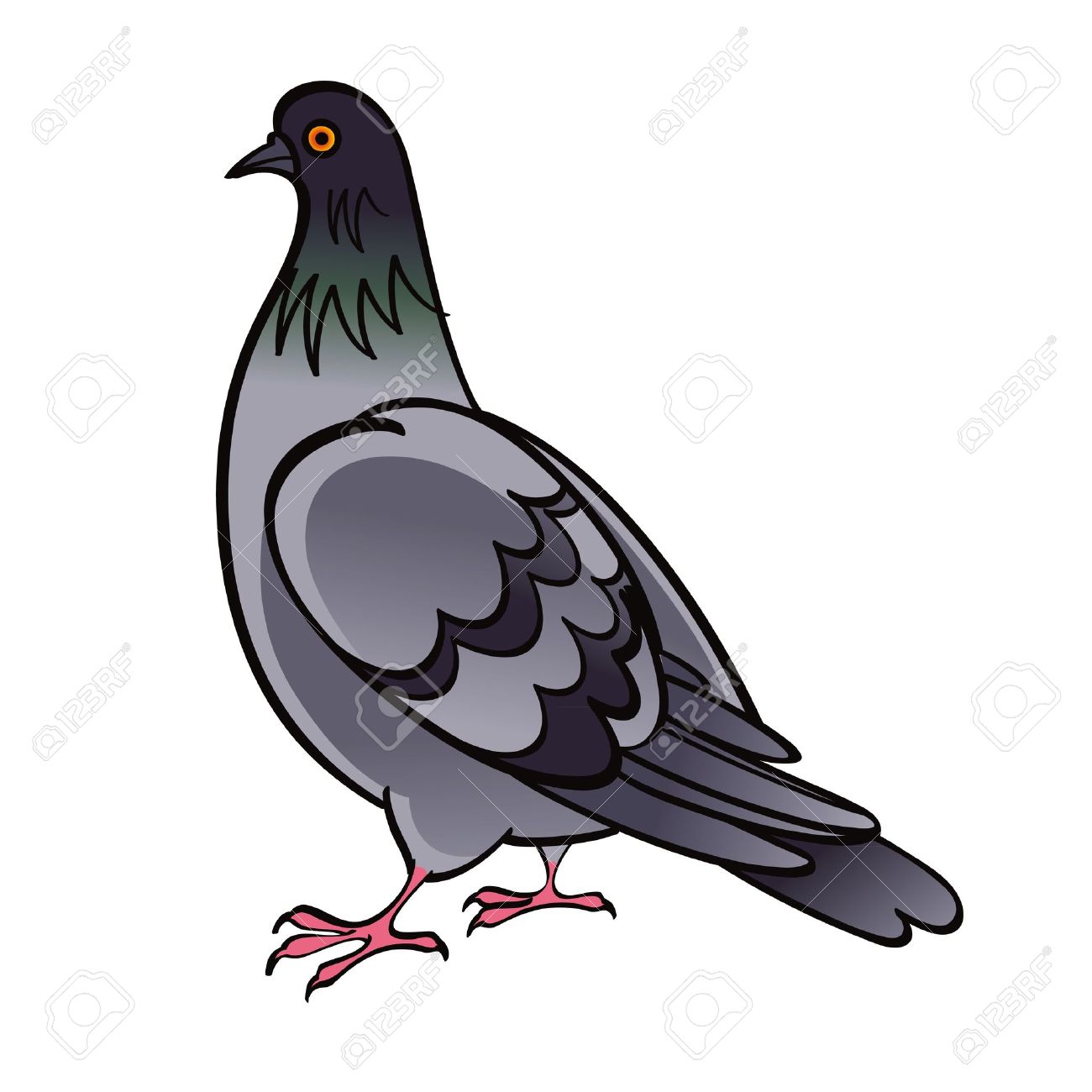 Pigeon bird clipart.