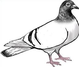 Pigeon bird clipart.