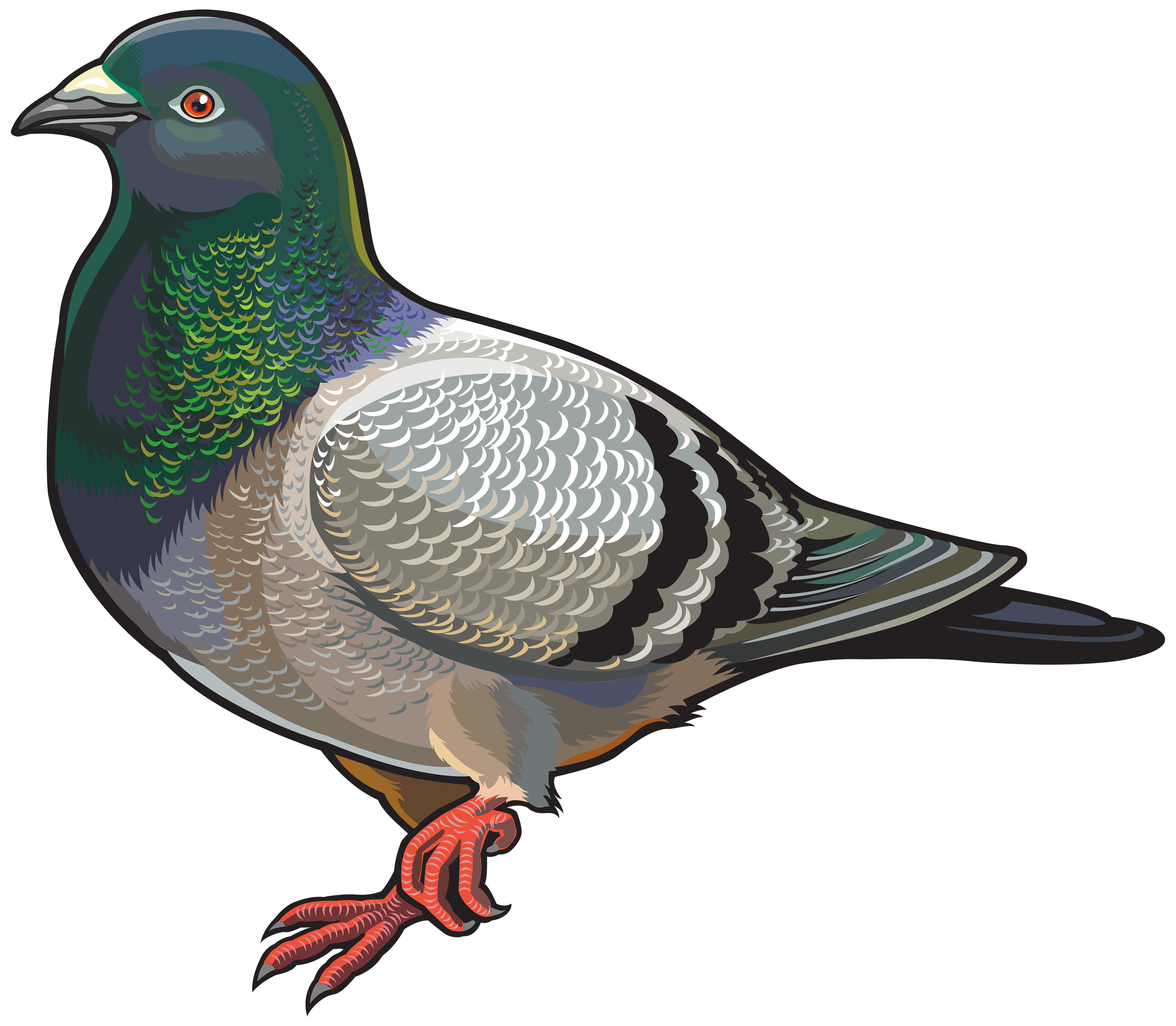 Pigeon PNG Clipart.