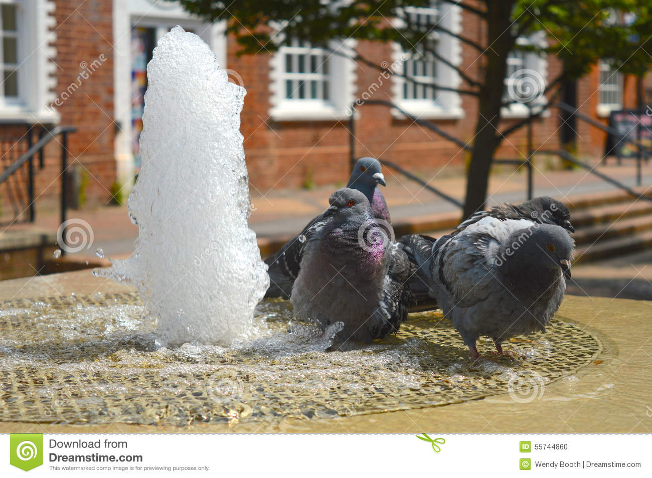 Pigeons Keeping Warm Royalty Free Stock Image.