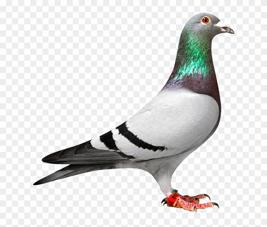 pigeon illustration free download