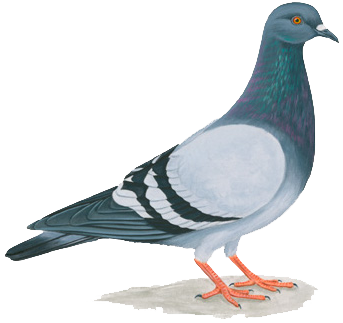 Pigeons PNG Clipart Free Pigeon Images.