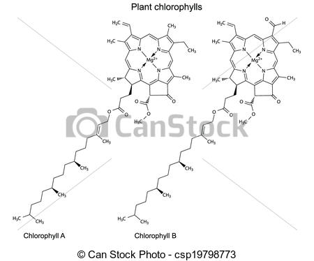 Vectors Illustration of Plant pigments chlorophylls.