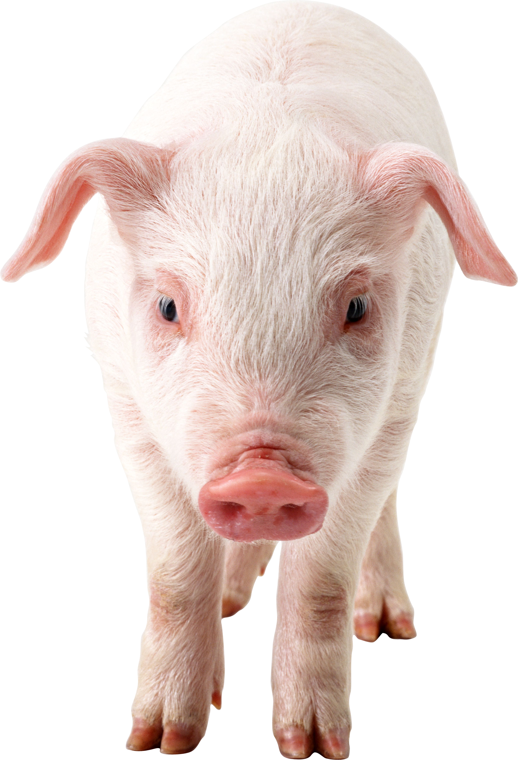 Pig PNG images, free picture download pigs.