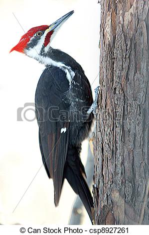 Clipart Pileated Woodpecker.