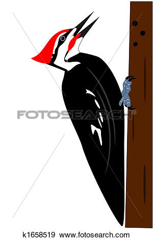 Stock Illustration of Pileated woodpecker k1658519.