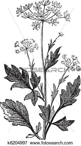 Clip Art of Anise or Pimpinella anisum vintage engraving k6204997.
