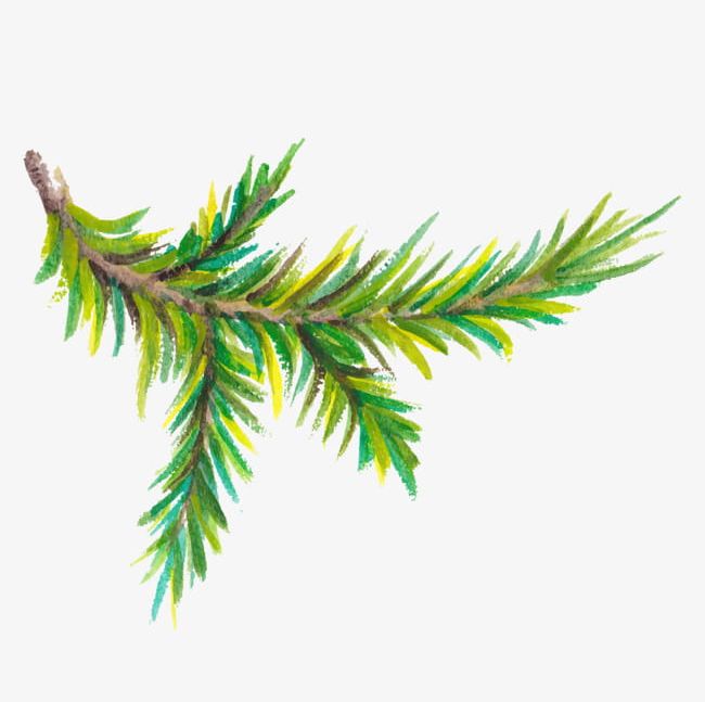 Watercolor Pine Trees Branch PNG, Clipart, Branch Clipart.