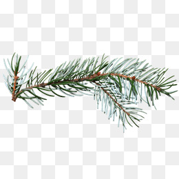 Pine Branch Png (99+ images in Collection) Page 1.