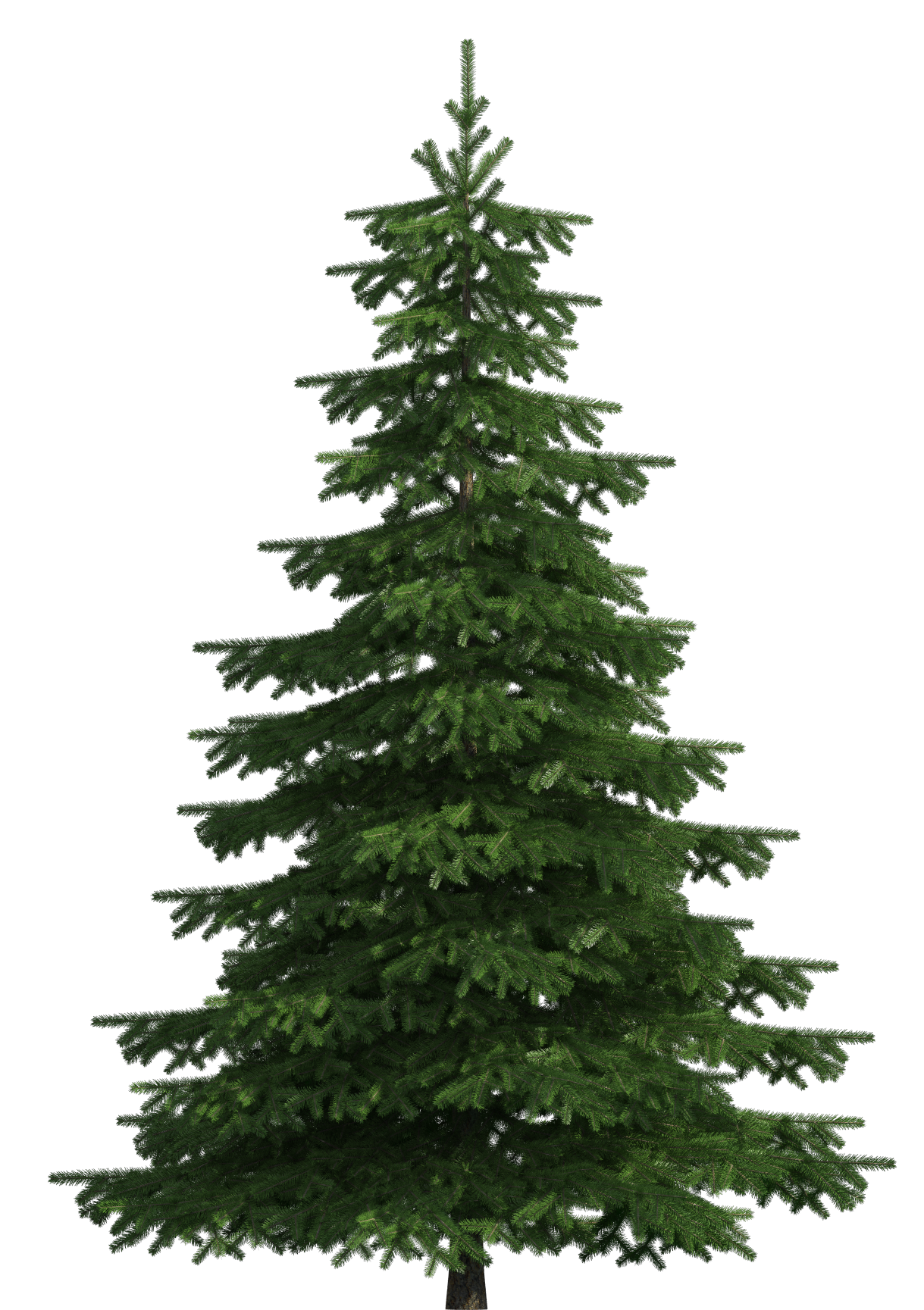 Realistic Pine Tree PNG Clip Art.
