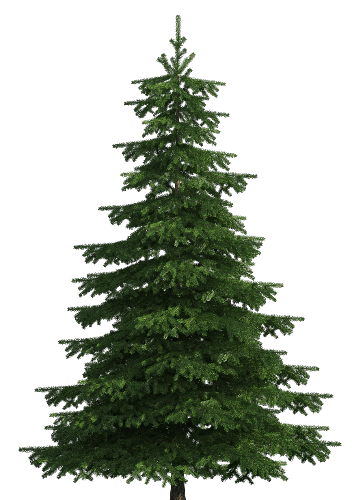 Pine Tree Clipart Png 10 Free Cliparts Download Images On Clipground 2024 1789