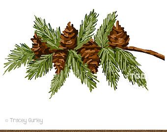 Pine Branch with Pine Cones.