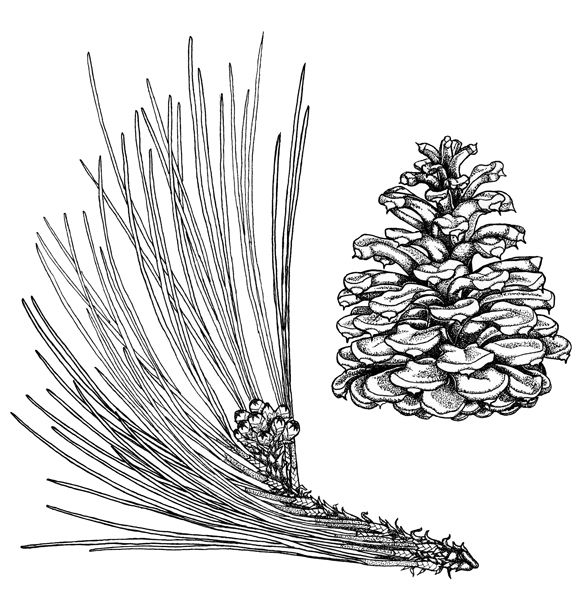  Draw Sketch Pine Needles for Kids