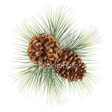 Two pine cones and pine needles. Pine Branches Twig with.