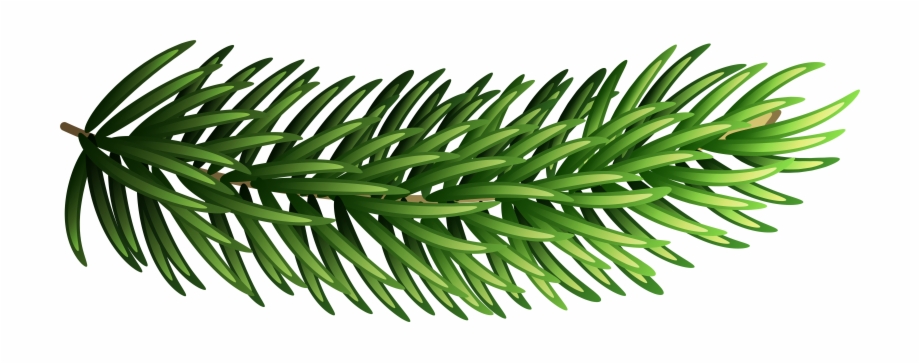 Pine Transparent Png Clip Art Gallery Yopriceville.