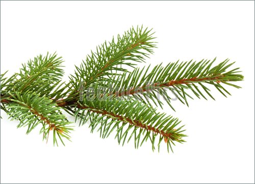 Pine Tree Branch Clipart.