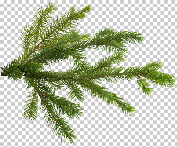 Pine Tree Branch Fir, pine PNG clipart.