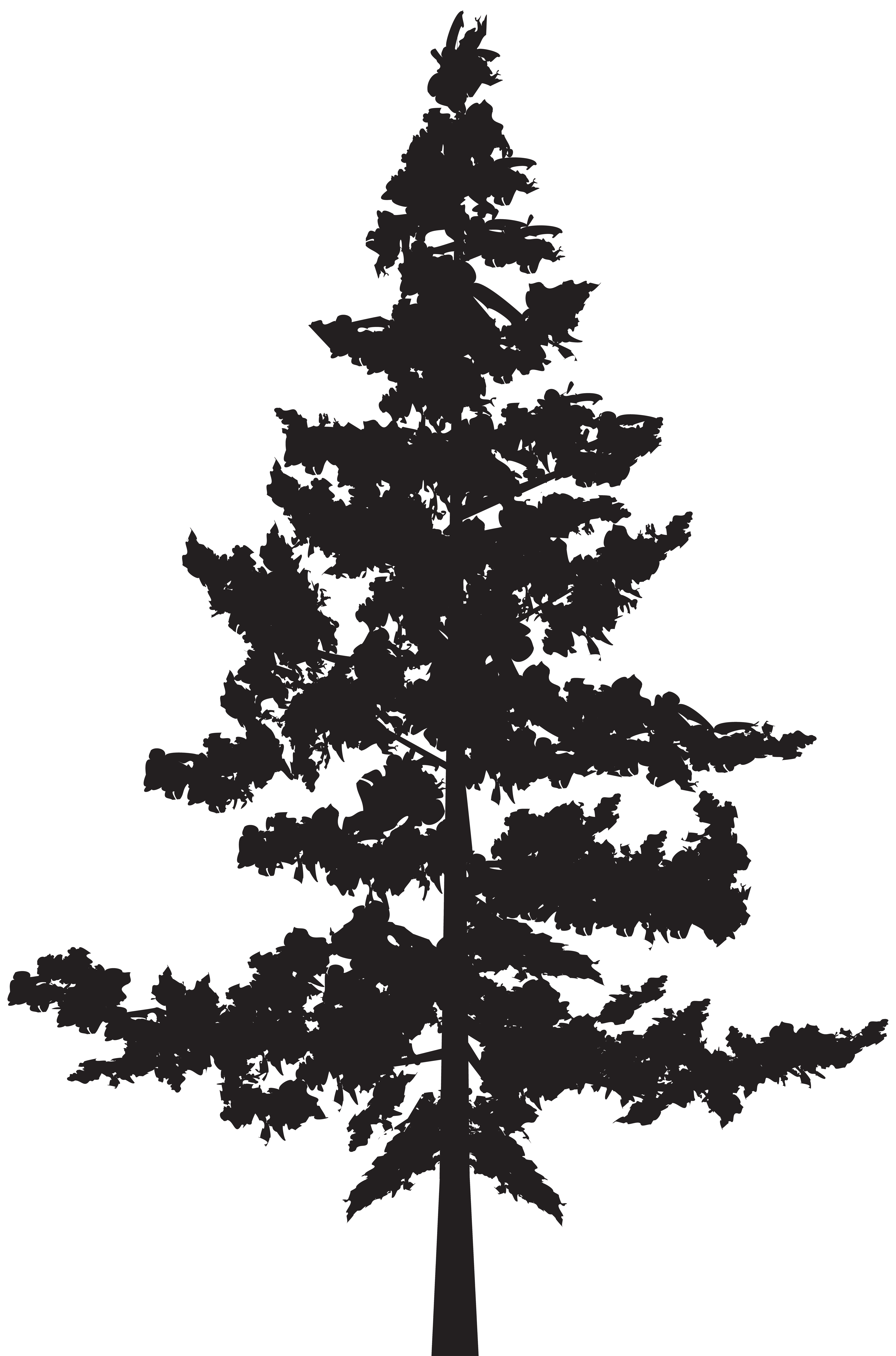 Black pine Tree Pinus contorta.