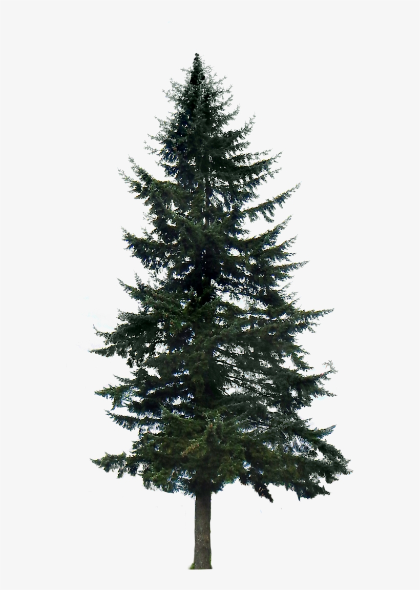 Pine Tree Png Image.
