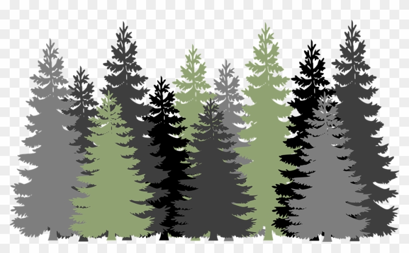 Pine Tree Forest Png.