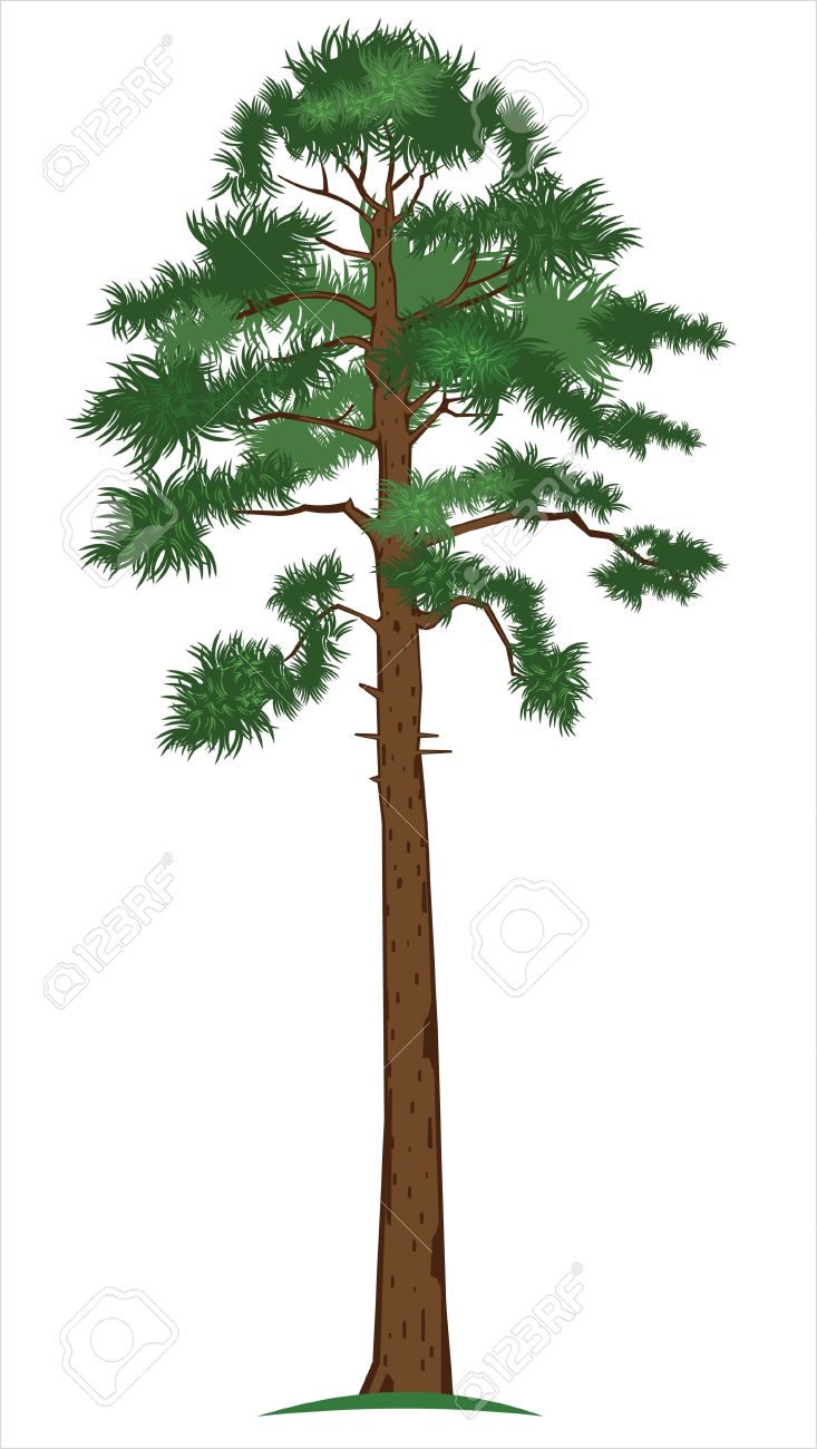 Pine tree needles clipart - Clipground