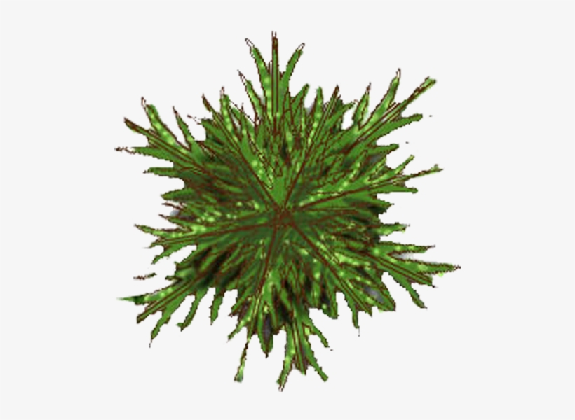 pine tree plan clipart 10 free Cliparts | Download images on Clipground
