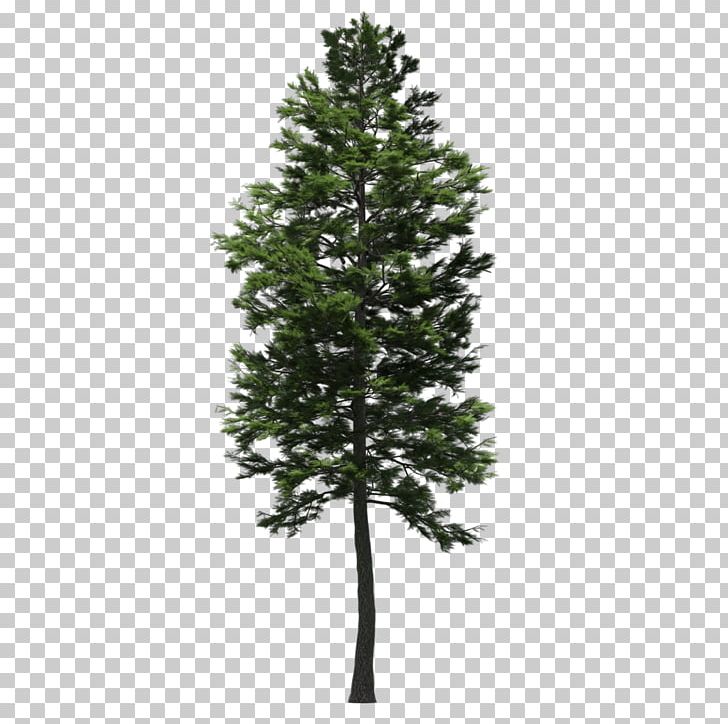 Spruce Scots Pine Fir Larch Tree PNG, Clipart, 2 In 1.
