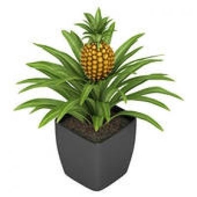 Free Pineapple Flower Cliparts, Download Free Clip Art, Free.