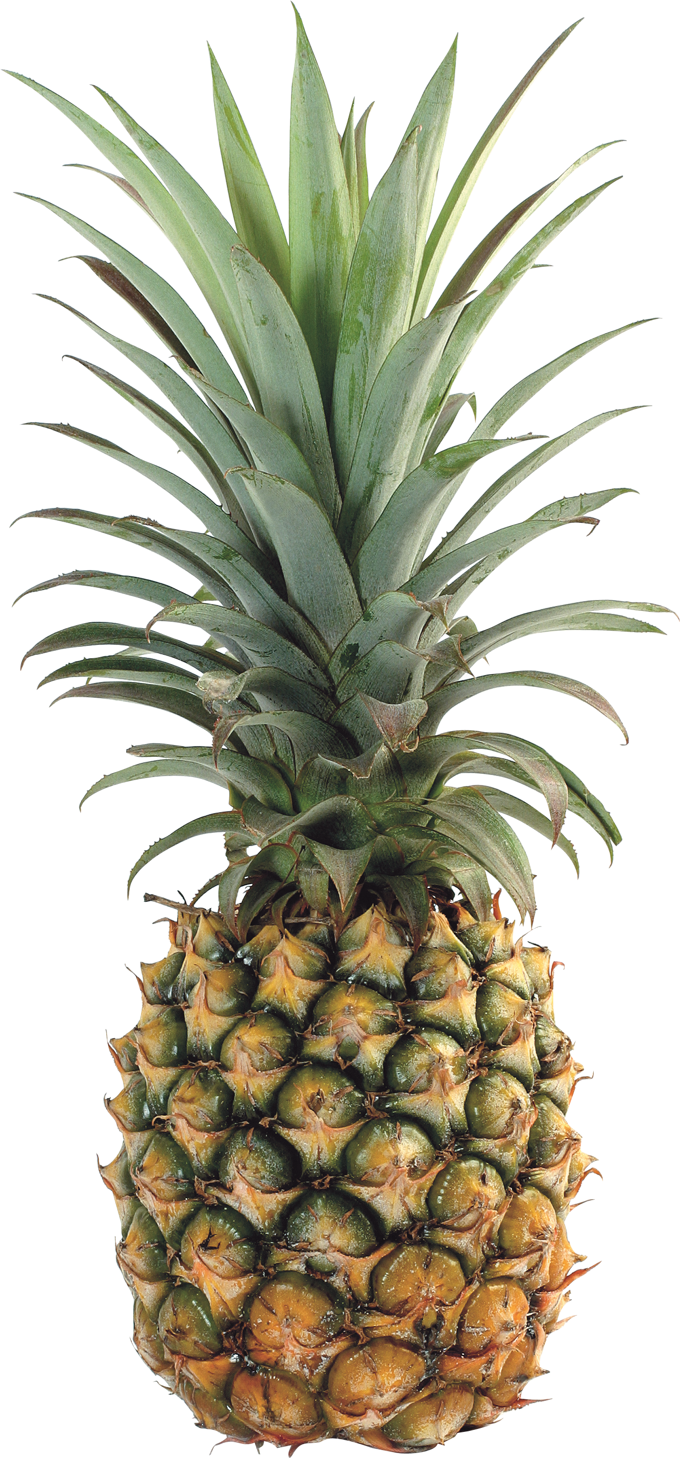 Pineapple PNG images free pictures download.
