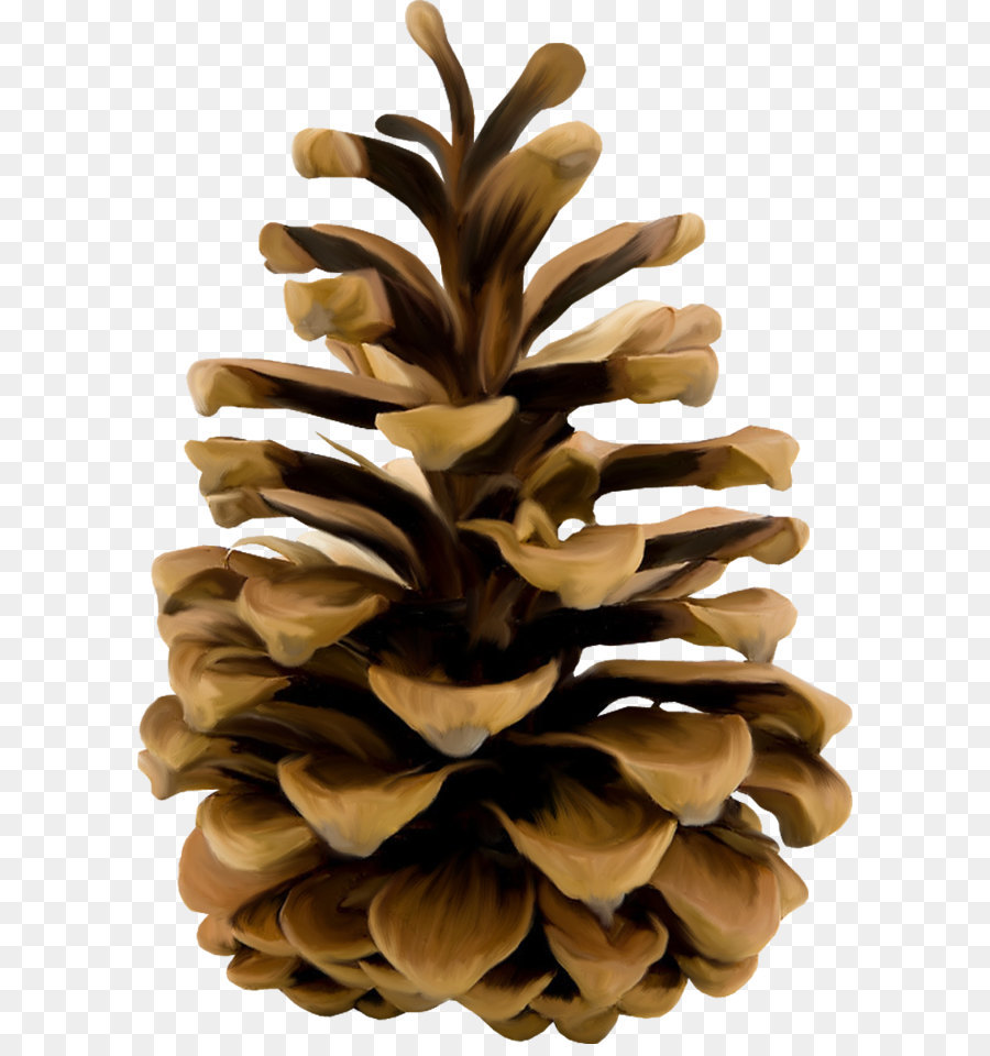 Clipart of pine cones 5 » Clipart Station.