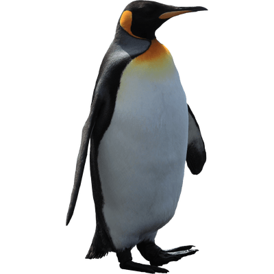 Pingüino Adulto PNG transparente.
