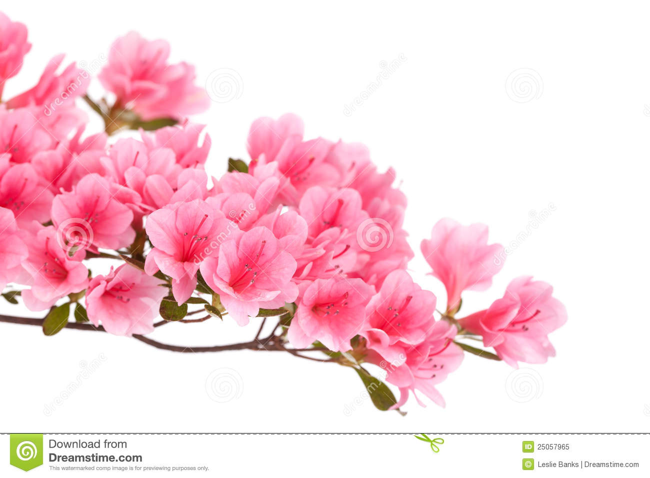 Pink azaleas clipart 20 free Cliparts | Download images on Clipground 2021